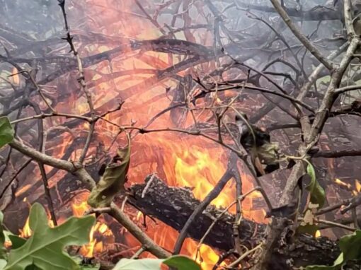 Wildfire Preparedness